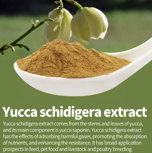 yucca extract